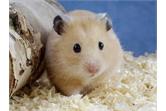 Lịch sử về hamster!