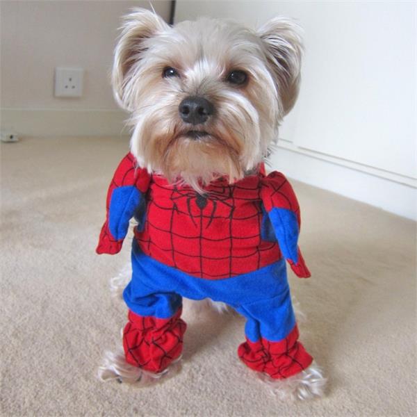 Áo Spider Man Cho Chó Size Số 2 - L1903-2