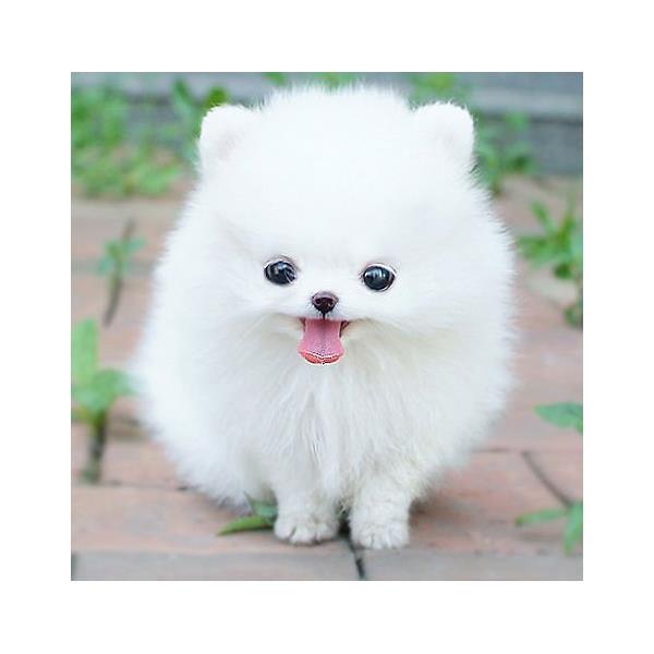 Pomeranian - Chó Phốc Sóc