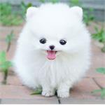 Pomeranian - Chó Phốc Sóc