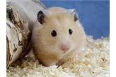 Đặc điểm sinh lý của Hamster
